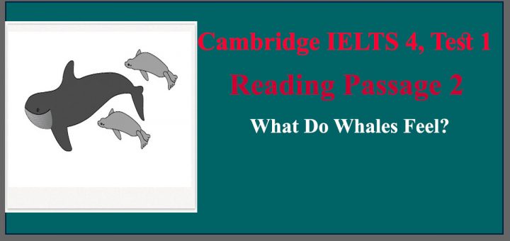 What Do Whales Feel?