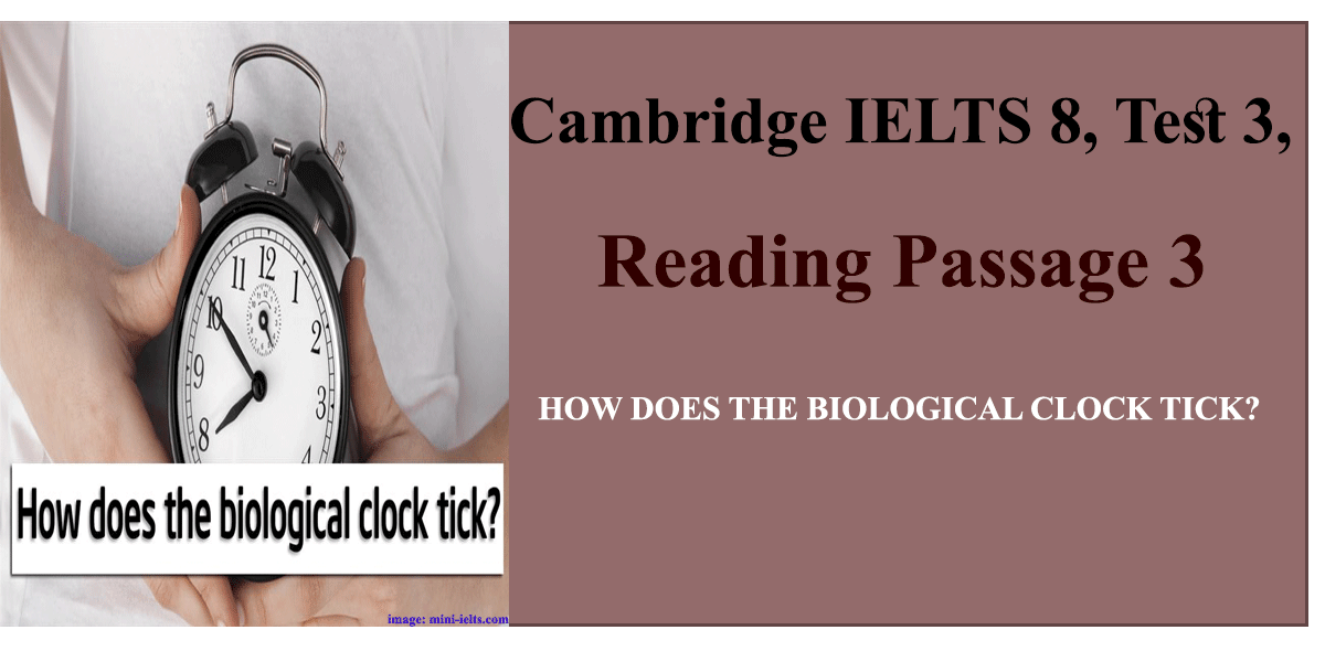 Cambridge Ielts 8, Test 3, Reading Passage 3 : How Does The Biological  Clock Tick? - Cambridgeieltssolution.Com